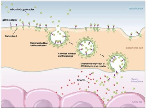  Lactide:  A Biopolymer Champion for Tissue Engineering and Drug Delivery Applications